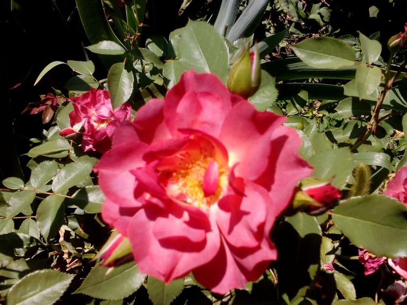  - 2020 Iulie parfumat