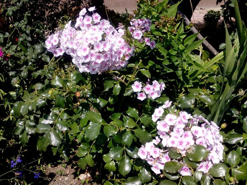  - 2020 Iulie parfumat