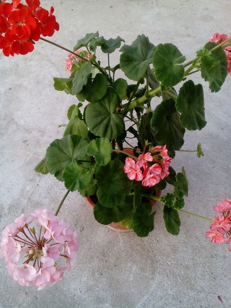  - 2020 Iulie parfumat