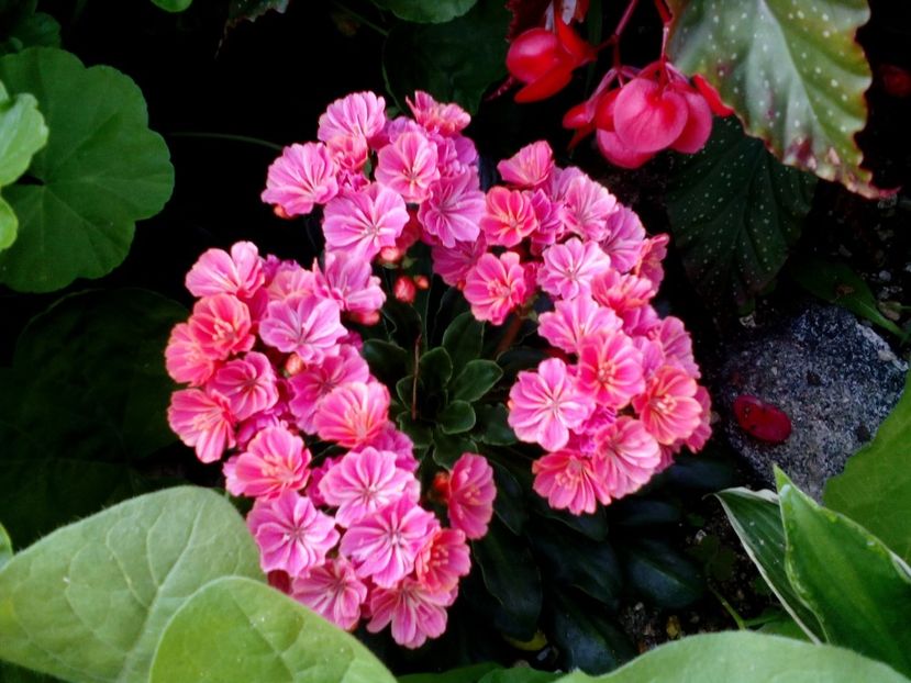  - 2020 Iulie parfumat