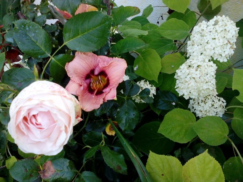  - 2020 Iulie parfumat