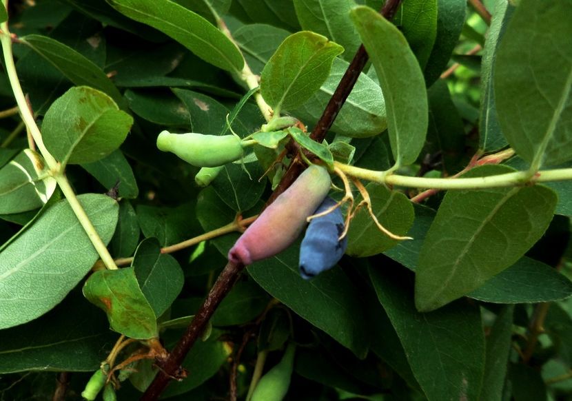 014 - Gradina de flori 2020