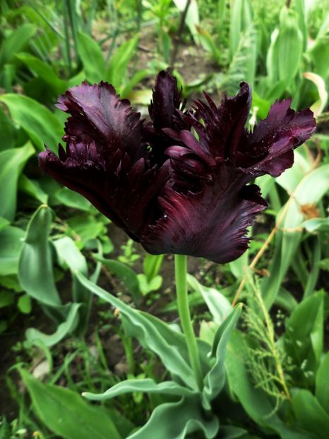 016 - Gradina de flori 2020