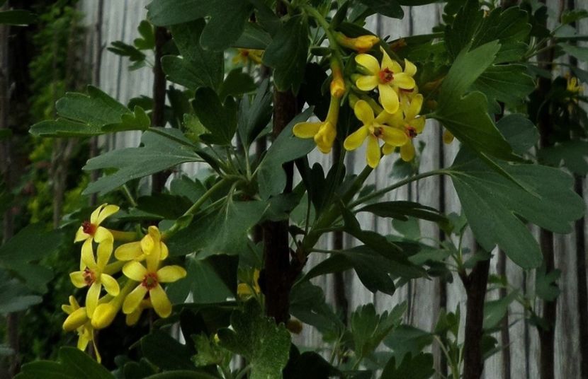 017 - Gradina de flori 2020