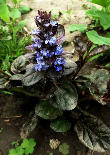 018 - Gradina de flori 2020