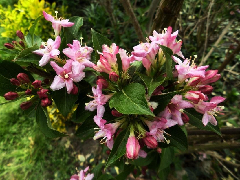 020 - Gradina de flori 2020