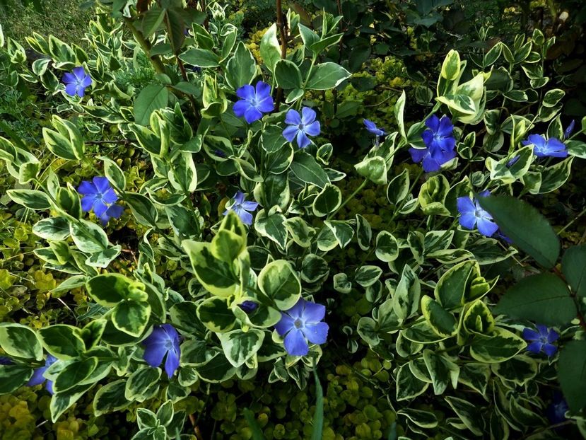 021 - Gradina de flori 2020