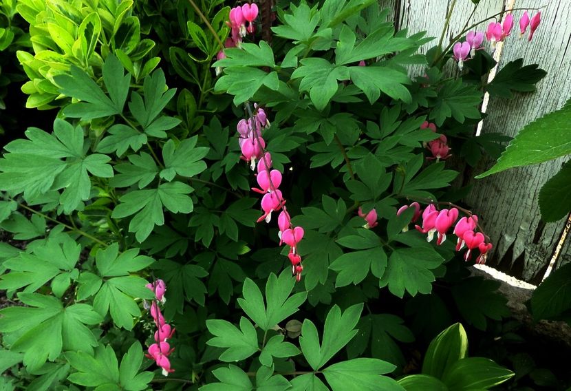 022 - Gradina de flori 2020