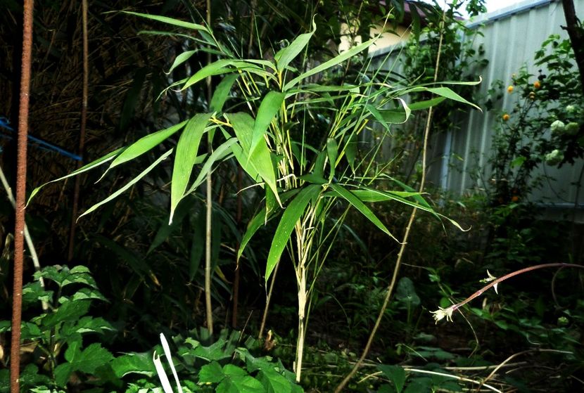 023 - Gradina de flori 2020