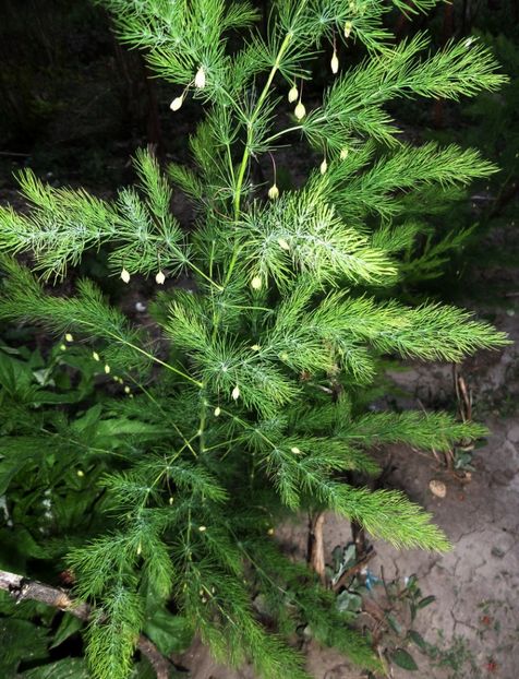 024 - Gradina de flori 2020