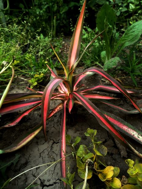 025 - Gradina de flori 2020