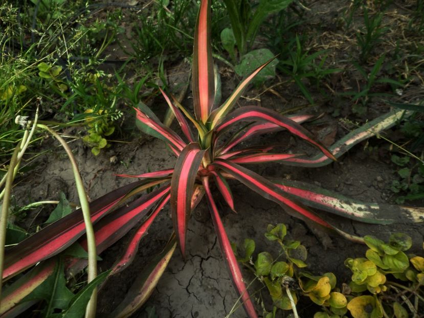 026 - Gradina de flori 2020