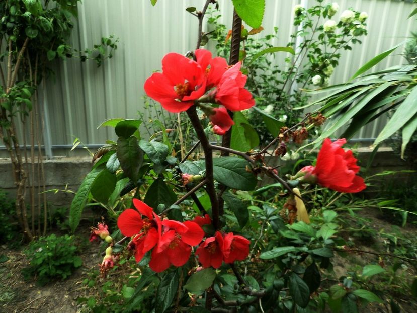 028 - Gradina de flori 2020