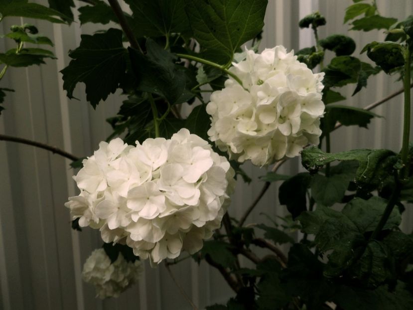 029 - Gradina de flori 2020