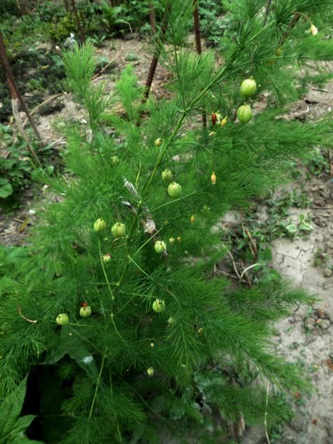 031 - Gradina de flori 2020