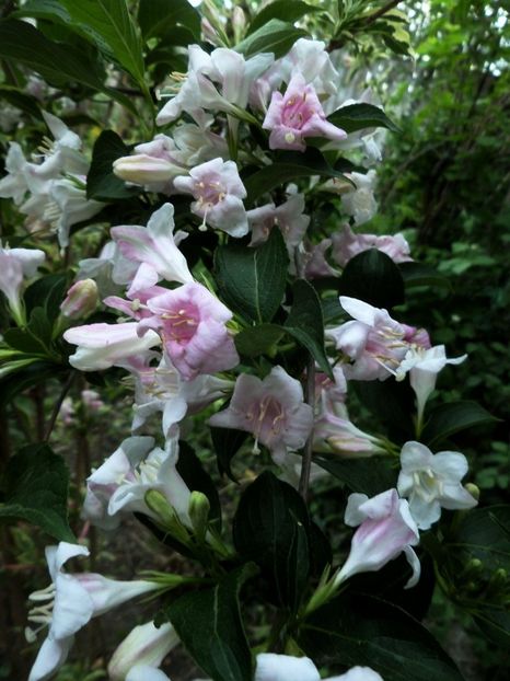 032 - Gradina de flori 2020