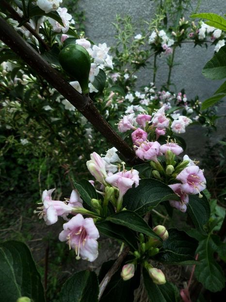 033 - Gradina de flori 2020