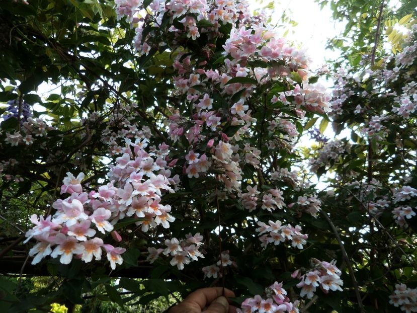 035 - Gradina de flori 2020
