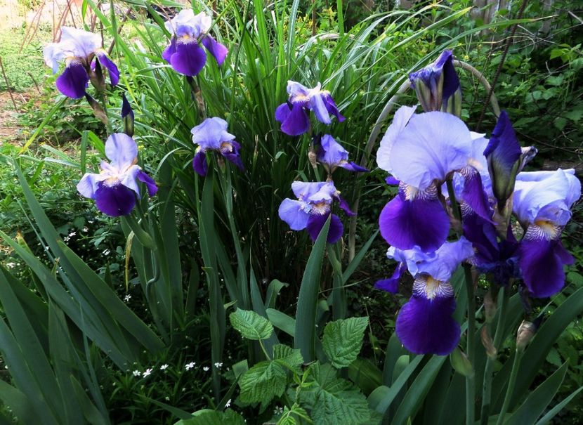 036 - Gradina de flori 2020
