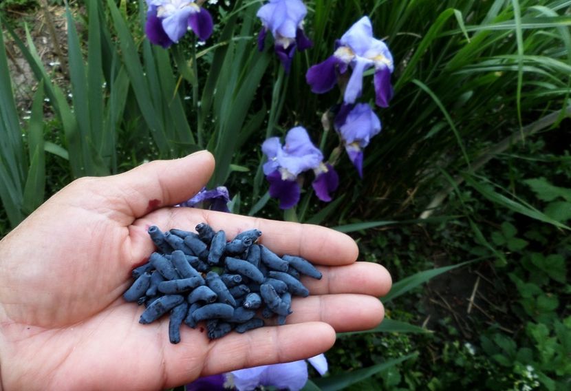 037 - Gradina de flori 2020