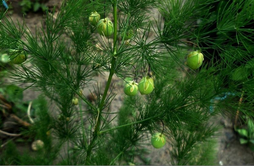 038 - Gradina de flori 2020