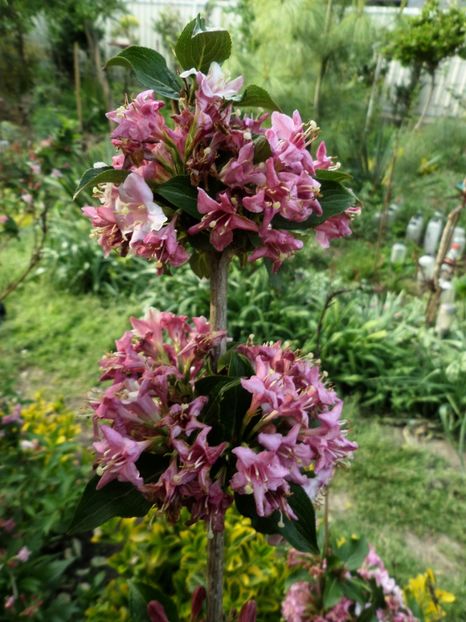 039 - Gradina de flori 2020