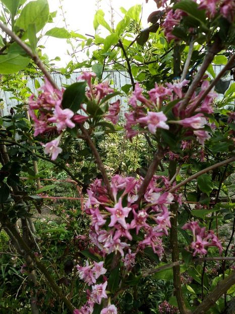 040 - Gradina de flori 2020