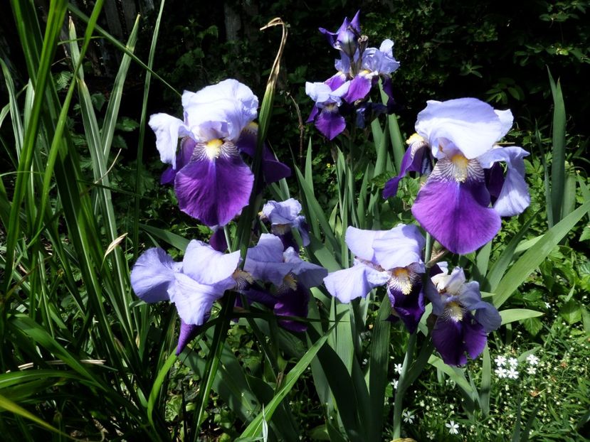 041 - Gradina de flori 2020