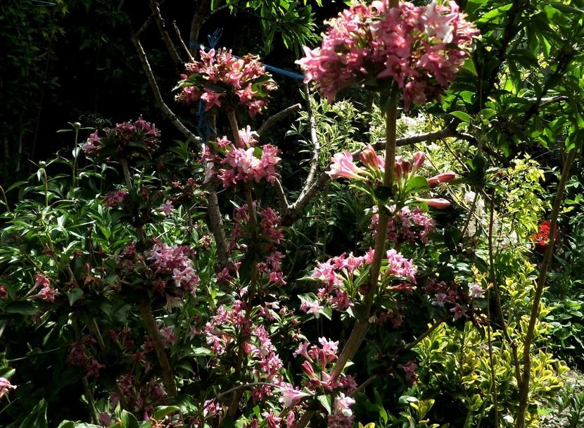 042 - Gradina de flori 2020