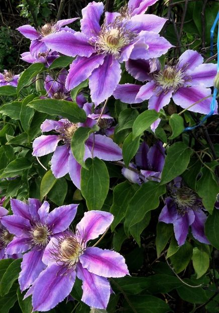 043 - Gradina de flori 2020