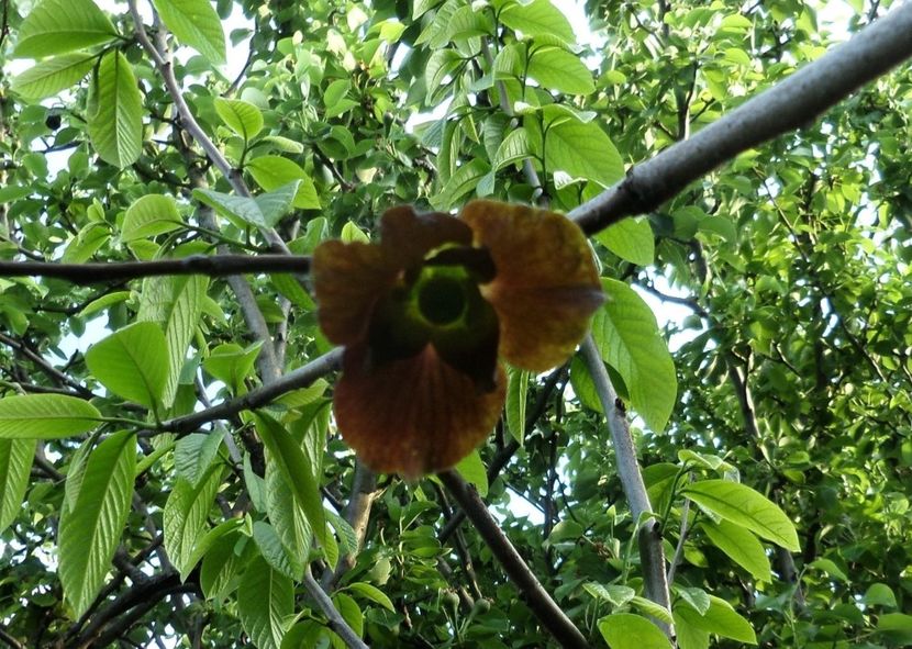 044 - Gradina de flori 2020