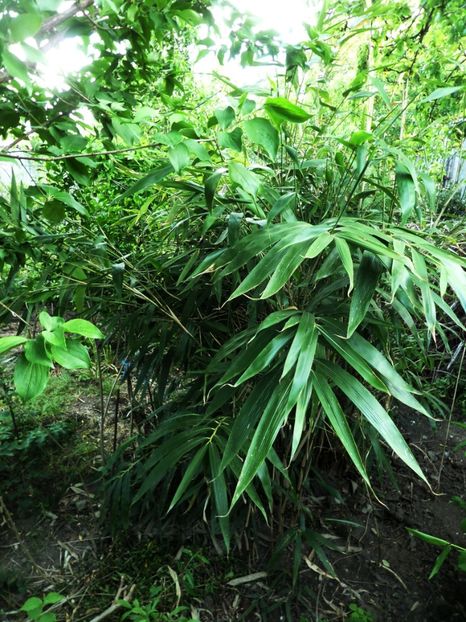 047 - Gradina de flori 2020