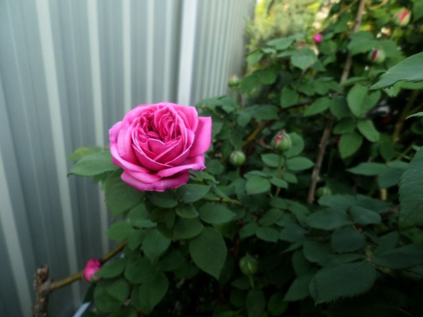 048 - Gradina de flori 2020