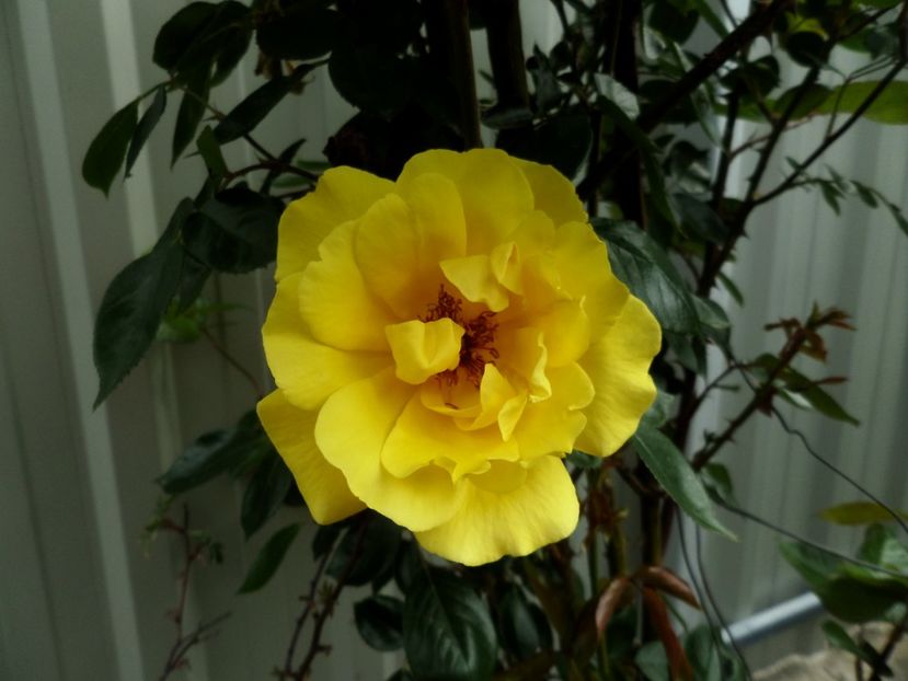 049 - Gradina de flori 2020