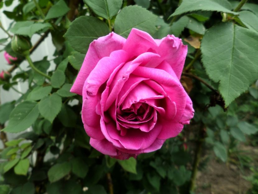 050 - Gradina de flori 2020