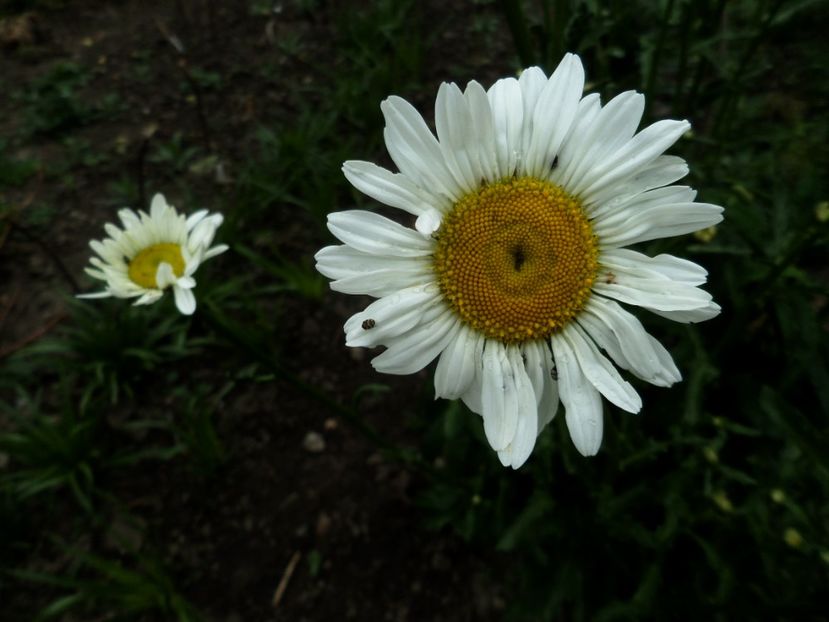 052 - Gradina de flori 2020