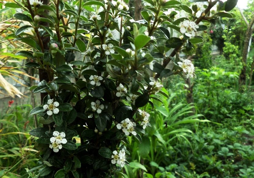 053 - Gradina de flori 2020