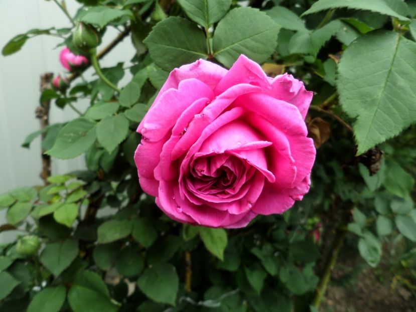 054 - Gradina de flori 2020