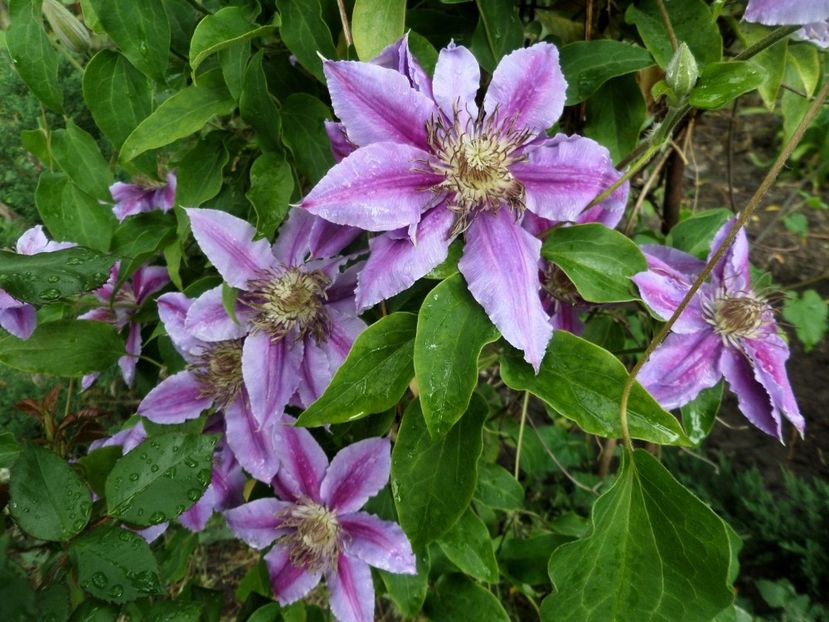 056 - Gradina de flori 2020