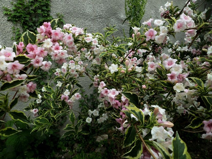 057 - Gradina de flori 2020