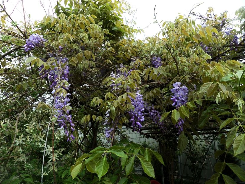 058 - Gradina de flori 2020