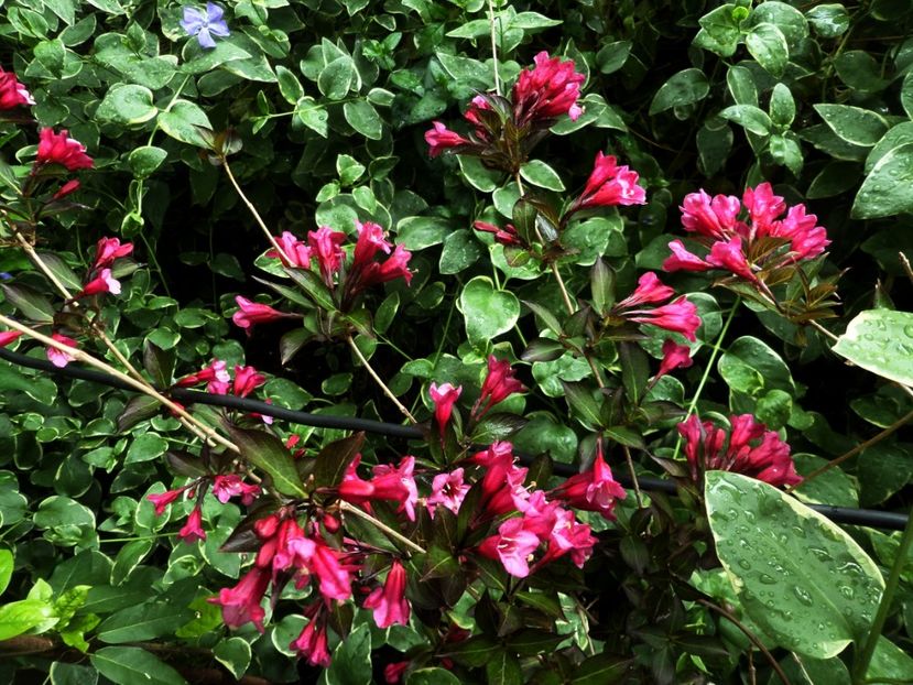 059 - Gradina de flori 2020