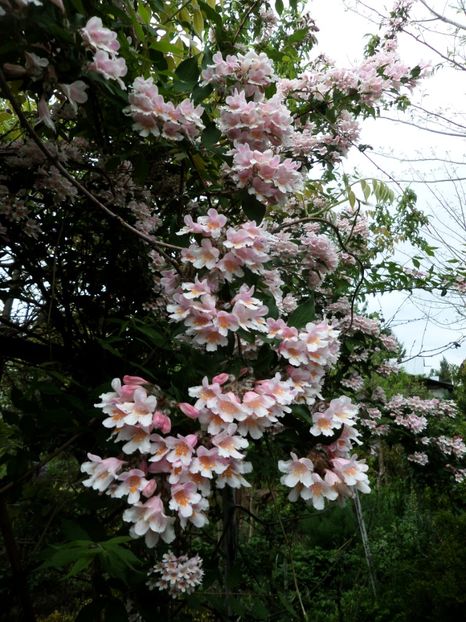 060 - Gradina de flori 2020