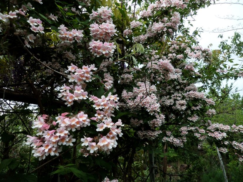 061 - Gradina de flori 2020