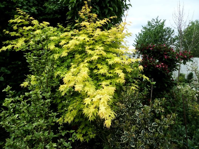 063 - Gradina de flori 2020