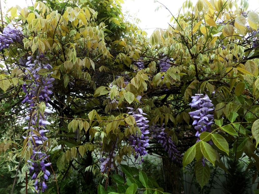 064 - Gradina de flori 2020