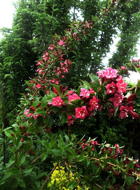 065 - Gradina de flori 2020