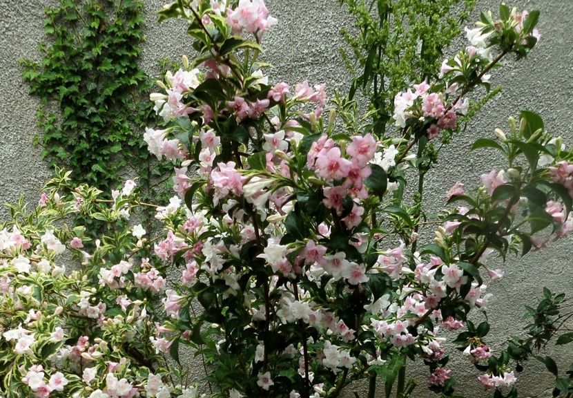 067 - Gradina de flori 2020