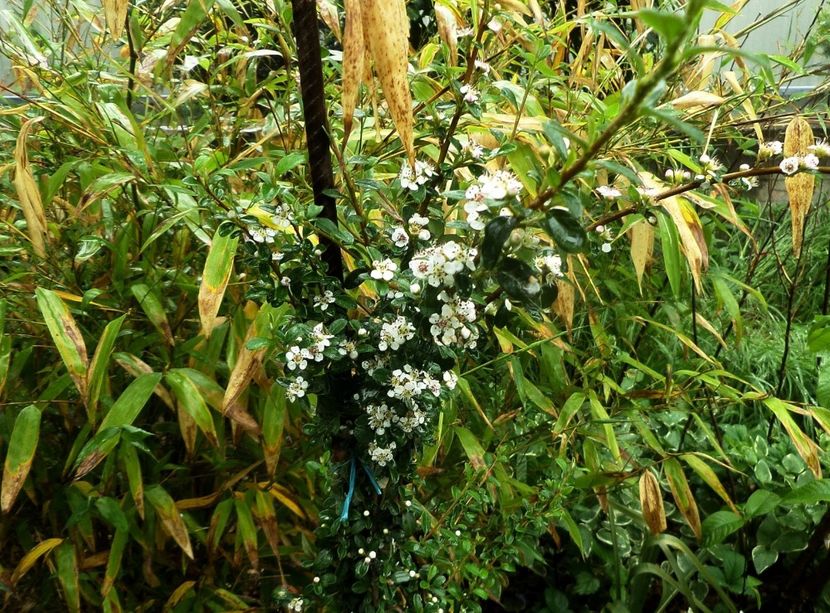 069 - Gradina de flori 2020