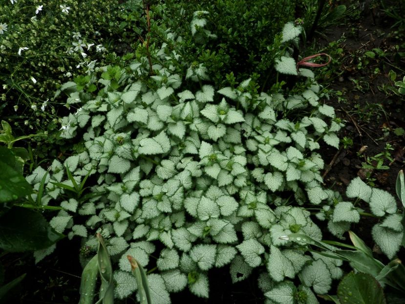 070 - Gradina de flori 2020